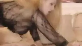 قذر الوحش الديك أسد امريكي